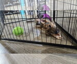 Small #3 German Shepherd Dog Mix