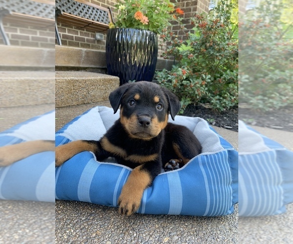 Full screen Photo #11 Rottweiler Puppy For Sale in NOBLESVILLE, IN, USA