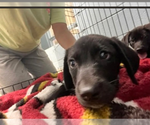 Small Labrador Retriever