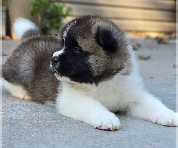 Medium Photo #36 Akita Puppy For Sale in STRAFFORD, MO, USA