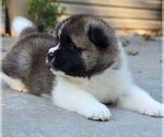 Small Photo #36 Akita Puppy For Sale in STRAFFORD, MO, USA