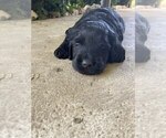 Puppy Miss Gertie Goldendoodle