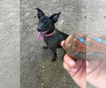 Small #8 Labrador Retriever