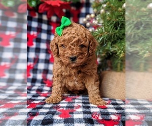 Cavapoo Puppy for sale in NEW PROVIDENCE, PA, USA
