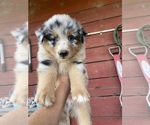 Small Photo #13 Australian Shepherd Puppy For Sale in SAINT MATTHEWS, SC, USA