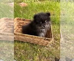 Small #4 Pomeranian