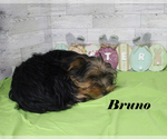 Small #17 Yorkshire Terrier