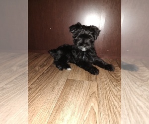 Medium YorkiePoo