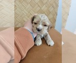 Puppy 1 Cocker Spaniel