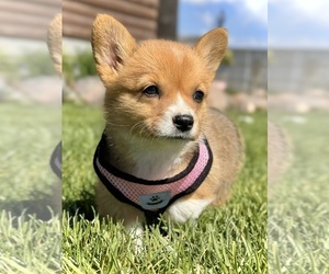 Pembroke Welsh Corgi Puppy for Sale in COLORADO SPRINGS, Colorado USA