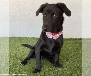 Amber - Female Dachshund-Unknown Mix Dog for Adoption - Photo #4