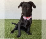 Small Photo #4 Dachshund-Unknown Mix Puppy For Sale in San Diego, CA, USA