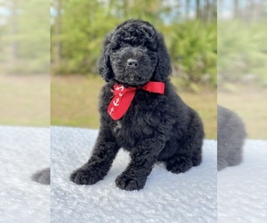 Goldendoodle Puppy for sale in FROSTPROOF, FL, USA