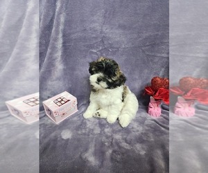 Shih-Poo Puppy for sale in HOUSTON, TX, USA