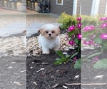 Small #3 Shih Tzu