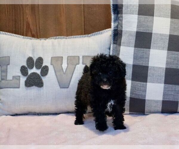 Medium Photo #2 Poodle (Toy) Puppy For Sale in WARSAW, IN, USA