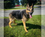 Small #7 German Shepherd Dog