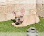 Small Photo #8 French Bulldog Puppy For Sale in BAYTOWN, TX, USA