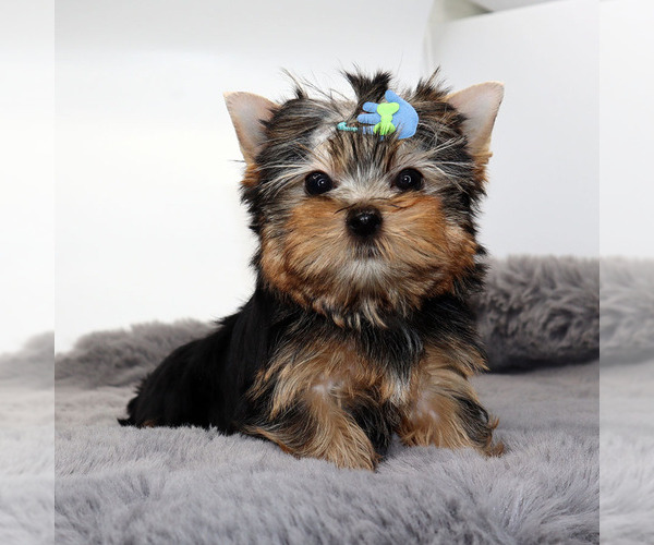 Medium Photo #2 Yorkshire Terrier Puppy For Sale in LOS ANGELES, CA, USA