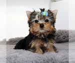 Small #1 Yorkshire Terrier