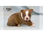 Small Photo #31 Boston Terrier Puppy For Sale in CLARE, MI, USA