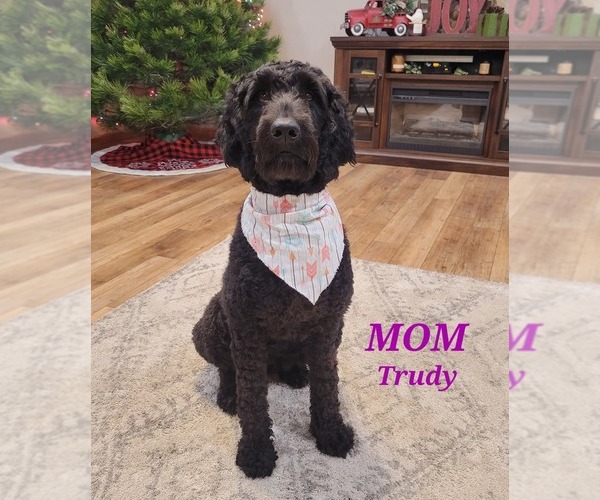 Medium Photo #9 Australian Shepherd-Goldendoodle Mix Puppy For Sale in BRIGHTON, MO, USA