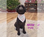Small #8 Australian Shepherd-Goldendoodle Mix