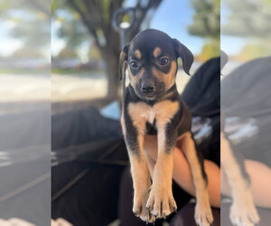 Winnie - Female Mutt Dog for Adoption - Photo #2