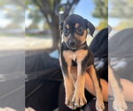 Small Photo #2 Mutt Puppy For Sale in Holly Springs, NC, USA