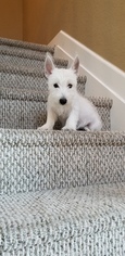 West Highland White Terrier Puppy for sale in MIAMI, FL, USA
