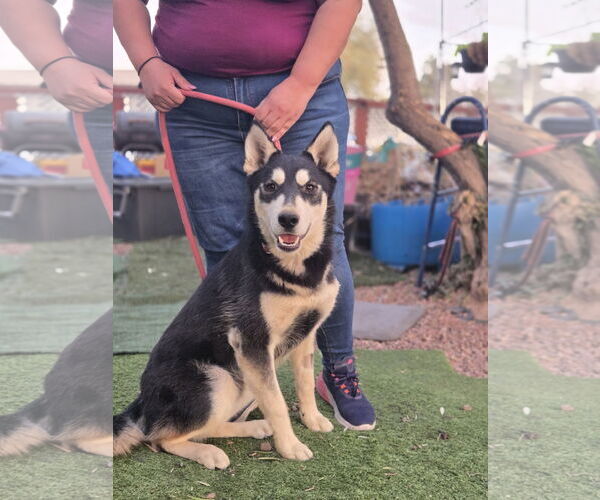 Medium Photo #1 German Shepherd Dog-Huskies  Mix Puppy For Sale in Chandler, AZ, USA