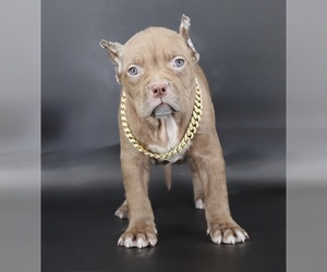 American Bully Puppy for sale in CHAMPAIGN, IL, USA