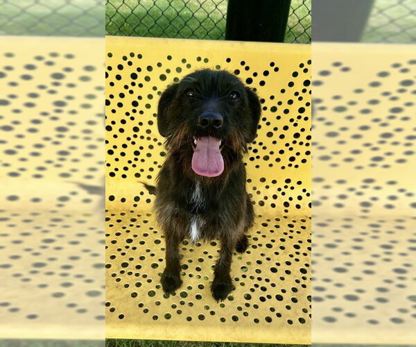 Medium Photo #1 Miniature Schnauzer-Unknown Mix Puppy For Sale in Temple, TX, USA