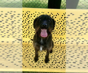 Miniature Schnauzer-Unknown Mix Dogs for adoption in Temple, TX, USA