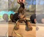 Small Photo #5 Doberman Pinscher Puppy For Sale in BARNETT, MO, USA
