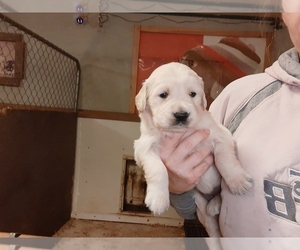 Golden Retriever Puppy for sale in MILTON, FL, USA