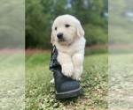 Small #8 English Cream Golden Retriever