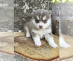 Small #20 Pomsky