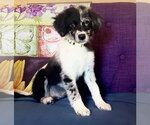 Small #1 Australian Shepherd Mix