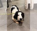Small Australian Shepherd