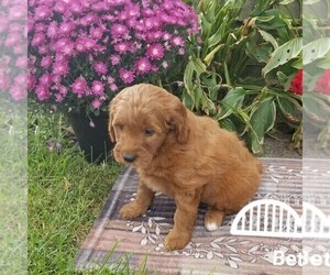 Medium Goldendoodle (Miniature)