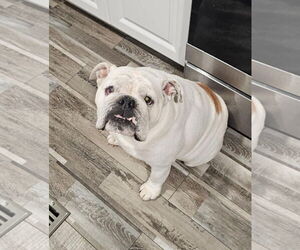 Medium Bulldog