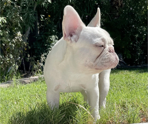 Mother of the French Bulldog puppies born on 09/21/2022
