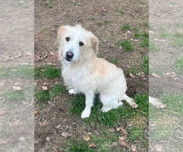 Medium Photo #1 Poodle (Miniature)-Unknown Mix Puppy For Sale in Eastman, GA, USA