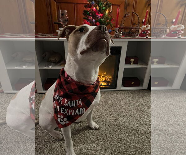 Medium Photo #9 American Staffordshire Terrier-Unknown Mix Puppy For Sale in Rockaway, NJ, USA