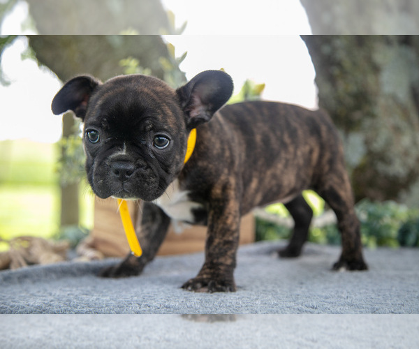 Medium Photo #7 Faux Frenchbo Bulldog Puppy For Sale in SALEM, IN, USA