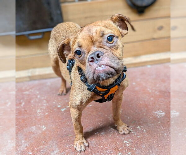 Medium Photo #1 Bulldog Puppy For Sale in Vail, AZ, USA