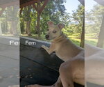 Small #2 Labrador Retriever Mix