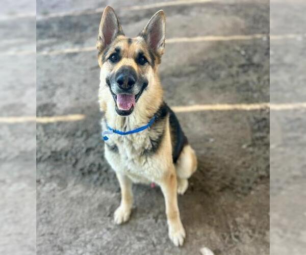Medium Photo #3 German Shepherd Dog Puppy For Sale in Riverside, CA, USA