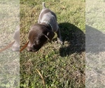Small Photo #19 German Shorthaired Pointer Puppy For Sale in ELIZABETH CITY, NC, USA